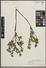 Foto von Salix arbuscula L.